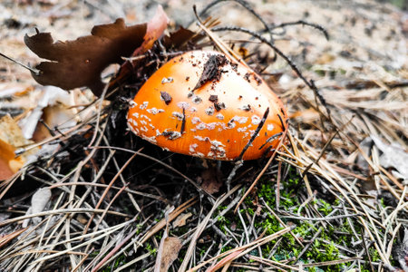 Mushroom poisonous amanita muscaria grows in the autumn forest.の写真素材