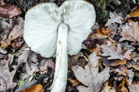Pluteus ephebeus mushroom close-up.の写真素材