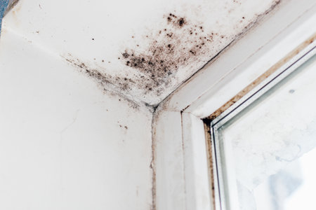 A blackened blooming fungus in the corner of the window.の写真素材