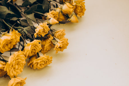 Small yellow bush roses on a white background with a place for text.の写真素材
