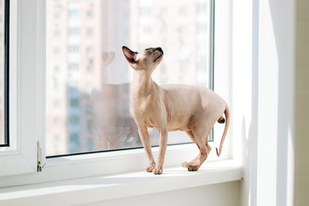 Canadian bald cat purebred sphynx, wrinkled pet without fur.の写真素材