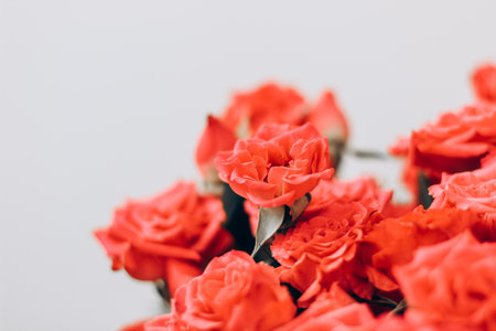 Small red bush roses on a white background with a place for text.の写真素材