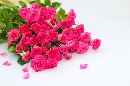Small pink bush roses on a white background with a place for textの写真素材