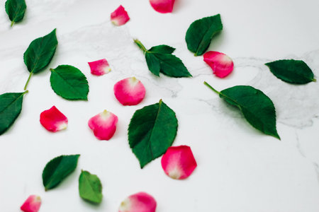 Petals of pink roses on a white background with a place for text.の写真素材