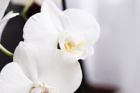 Branch of blooming white orchid close-up, phalaenopsis..