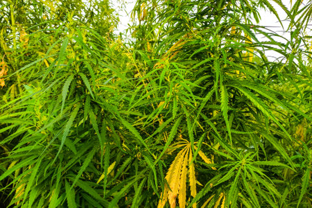 Close-up green cannabis plant with leaves.の写真素材