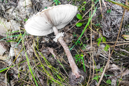Mushroom Macrolepiota procera close-up.の写真素材