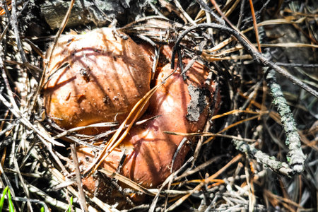 Suillus growing on grass in coniferous forest, mushroom harvest.の写真素材