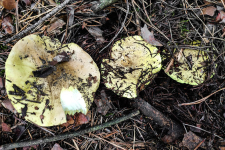 Mushroom Tricholoma equestre close-up.の写真素材