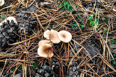 Mushroom paralepista flaccida close-up.の写真素材