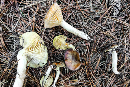 Hygrophorus hypothejus mushroom close-up.の写真素材