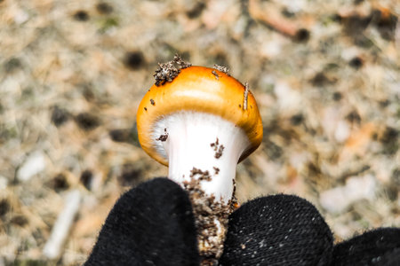 Cortinarius mushroom close-up.の写真素材