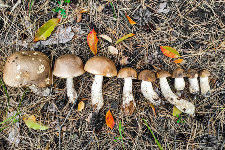 Leccinum scabrum on the ground mushroom harvest.の写真素材