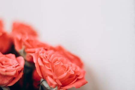 Small red bush roses on a white background with a place for text.の写真素材
