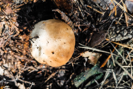 The large mushroom Boletus edulis grows in a coniferous forest.の写真素材