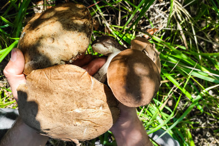 Leccinum grow on the grass in the birches, the harvest of mushrooms.の写真素材