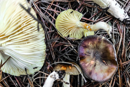 Hygrophorus hypothejus mushroom close-up.の写真素材