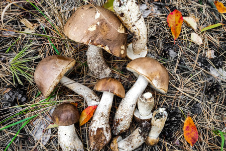 Leccinum scabrum on the ground mushroom harvest.の写真素材