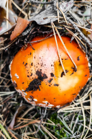 Mushroom poisonous amanita muscaria grows in the autumn forest.の写真素材