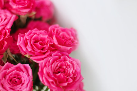 Small pink bush roses on a white background with a place for textの写真素材