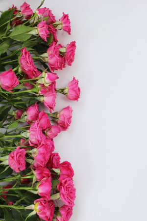 Small pink bush roses on a white background with a place for textの写真素材
