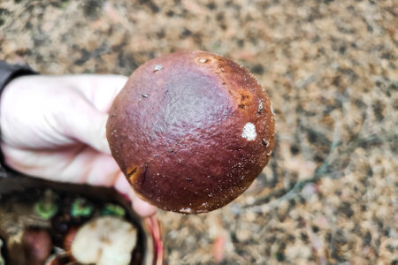A large Boletus edulis mushroom in the hands of a forester.の写真素材