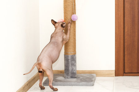 Sphynx Cat Scratching And Sharpening Claws on a special boardの写真素材