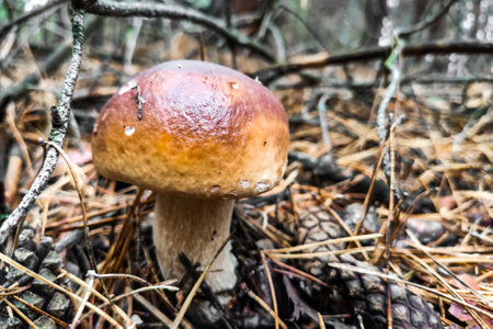 The large mushroom Boletus edulis grows in a coniferous forest.の写真素材