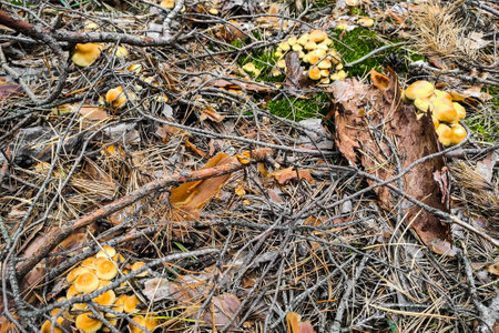 Mushroom Hypholoma fasciculare in the forest close-up.の写真素材
