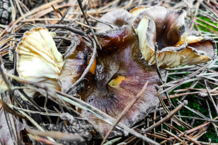 Hygrophorus hypothejus mushroom close-up.の写真素材