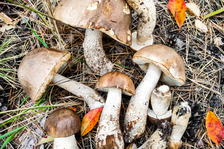 Leccinum scabrum on the ground mushroom harvest.の写真素材