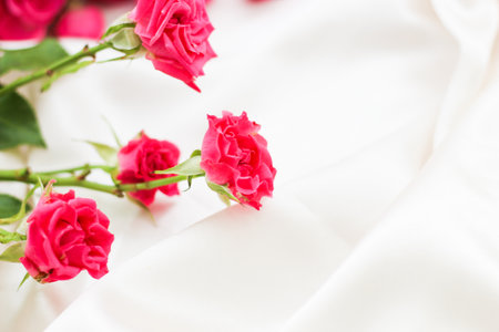 Small pink bush roses on a white silk background with a place for textの写真素材