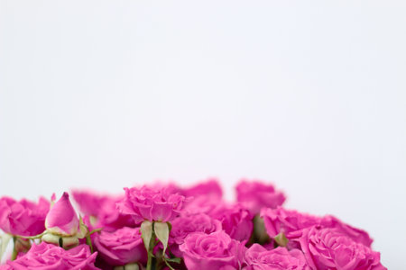 Small pink bush roses on a white background with a place for textの写真素材