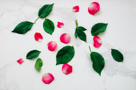 Petals of pink roses on a white background with a place for text.の写真素材