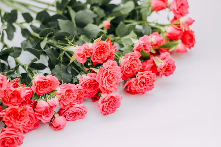 Small red bush roses on a white background with a place for text.の写真素材