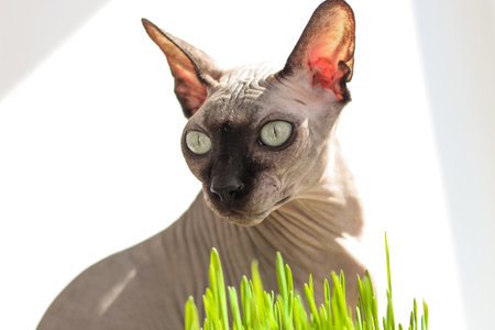 The Canadian sphynx cat eats sprouted wheat grass for animals.の写真素材