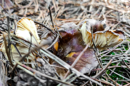 Hygrophorus hypothejus mushroom close-up.の写真素材