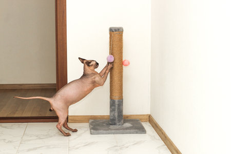 Sphynx Cat Scratching And Sharpening Claws on a special boardの写真素材
