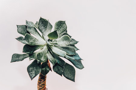Green echeveria succulent in a pot against the background of white boards.の写真素材