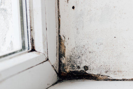 A blackened blooming fungus in the corner of the window.の写真素材
