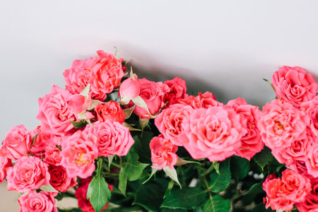 Small pink bush roses on a white background with a place for textの写真素材