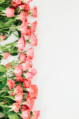 Small red bush roses on a white background with a place for text.の写真素材