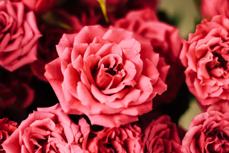 Small pink bush roses on a white background with a place for textの写真素材