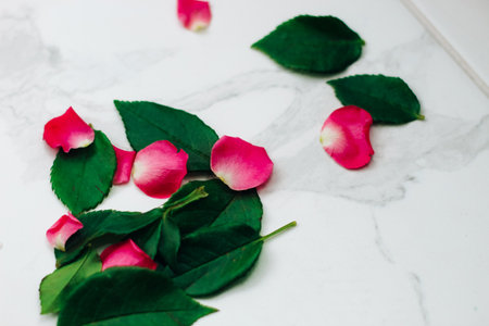 Petals of pink roses on a white background with a place for text.の写真素材