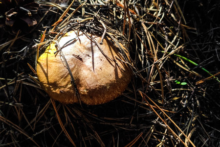 Suillus growing on grass in coniferous forest, mushroom harvest.の写真素材