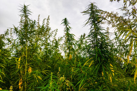 Close-up green cannabis plant with leaves.の写真素材