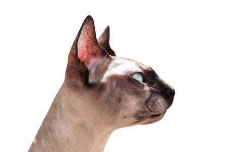 A bald cat of the Canadian Sphynx breed isolated on a white backgroundの写真素材