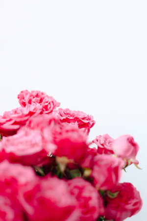 Small pink bush roses on a white background with a place for textの写真素材