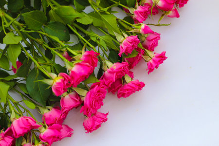 Small pink bush roses on a white background with a place for textの写真素材