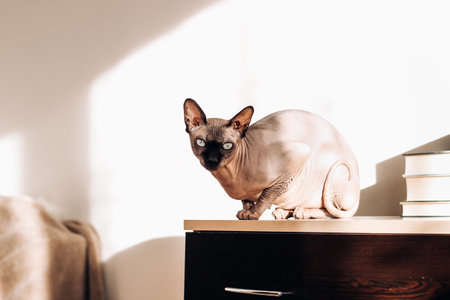 A bald cat of the Canadian sphynx breed looks into the frameの写真素材